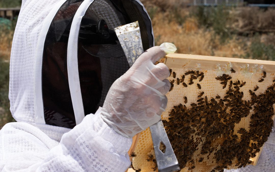 Student’s inspect their hives